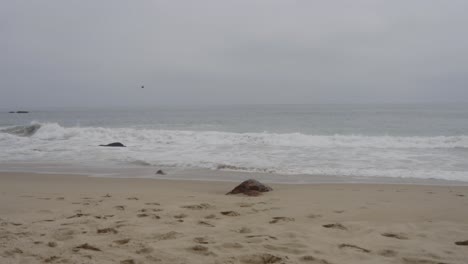 un clip pacífico capturando las suaves olas golpeando la costa arenosa de la playa de malibu en una mañana brumosa, con huellas suaves en la arena