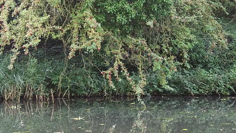 Insects-and-dragon-flies-flying-around-a-canal-in-England-on-a-beautiful-autumn-day