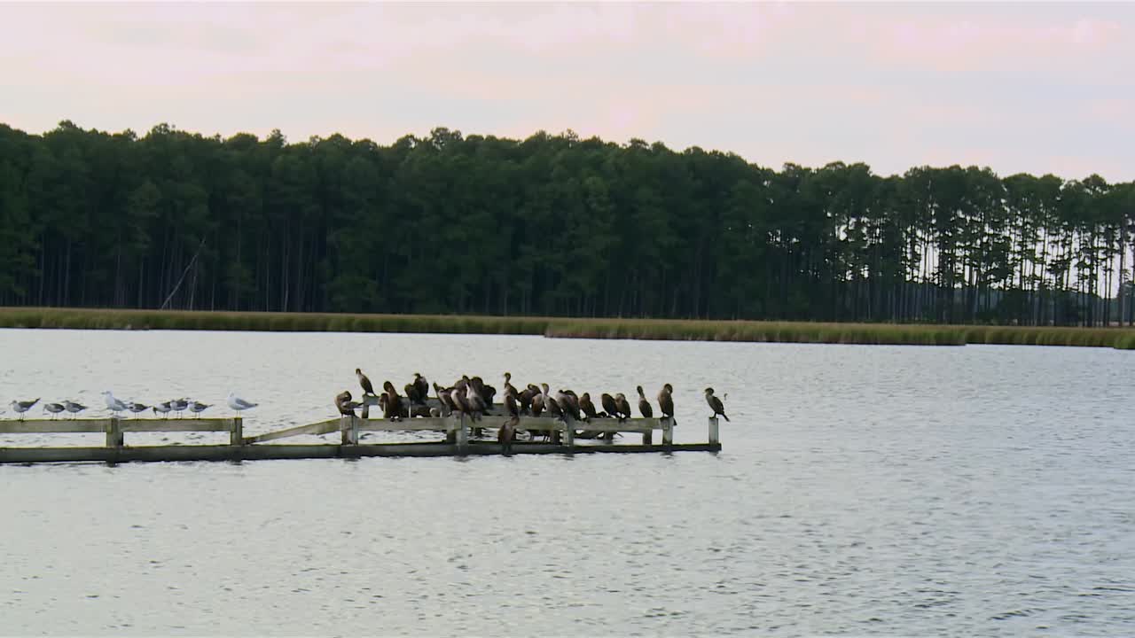 Herons Resting On Old Pier In Blackwater National Wildlife Refuge, Maryland - Zoom In