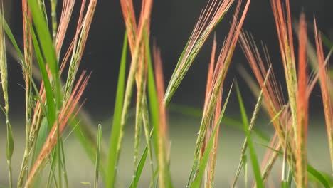 arroz rojo en estanque uhd mp4 4k.