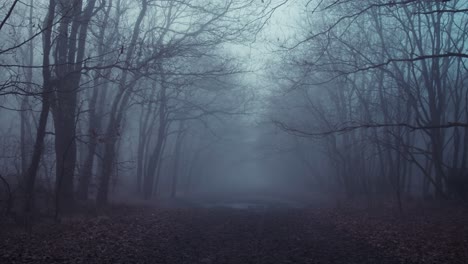 walking slowly among leafless trees on foggy day