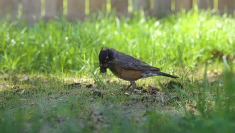 El-Pájaro-Petirrojo-Está-Buscando-Calores-En-El-Cálido-Clima-Primaveral