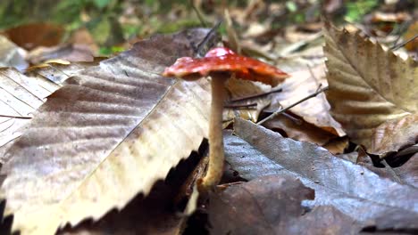 Giftiger-Roter-Pilz-Super-Nah-Oben-Mit-Einer-Fliege-An-Der-Spitze