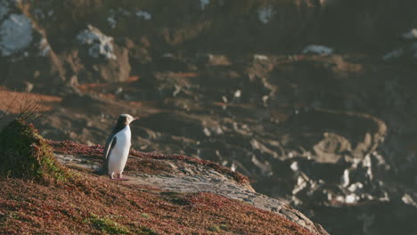 pingüino de ojos amarillos mirando a su alrededor mientras está de pie en la cima del acantilado en el punto katiki en nueva zelanda