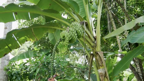 looking up at musa balbisiana plantain banana bunch hanging from lush tropical tree branch foliage