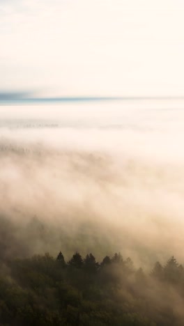 misty forest landscape at sunrise/sunset