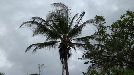 toma manual en ángulo bajo de la silueta de una palmera con cocos en un día nublado con poco viento