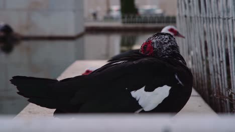 SLOW-MOTION:-Bird-scratching-itself-near-a-lake,-with-another-bird-and-car-in-background