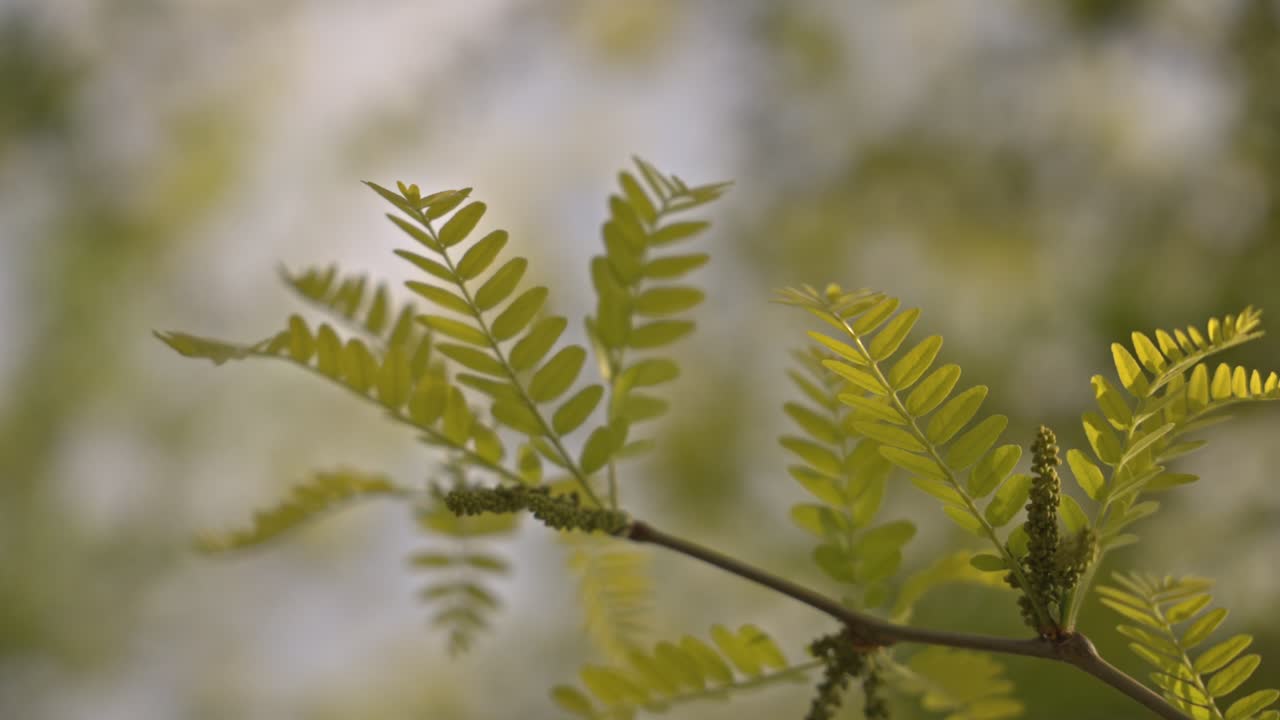 árboles y hojas moviéndose en clima nublado, cámara lenta
