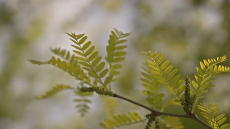 Bäume-Und-Blätter-Bewegen-Sich-Bei-Bewölktem-Wetter,-Zeitlupe