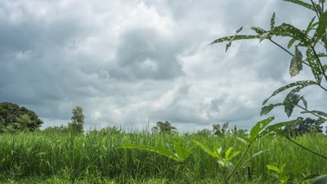 Granja-De-Campo-De-Arroz-En-El-Pueblo-Nubes-En-Movimiento