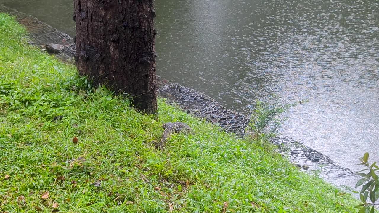 Asian water monitor lizard Varanus salvator walking in heavy rain at Kandy Lake Kiri Muhuda in Kandy Sri Lanka