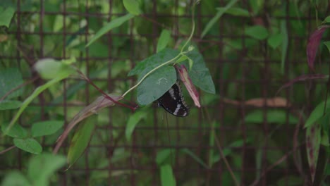 black and brown butterfly resting gracefully on vibrant green plant leaves