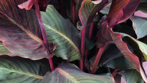 Purple-and-green-leaves-on-a-fern-in-the-Pacific-Northwest-with-a-slight-breeze