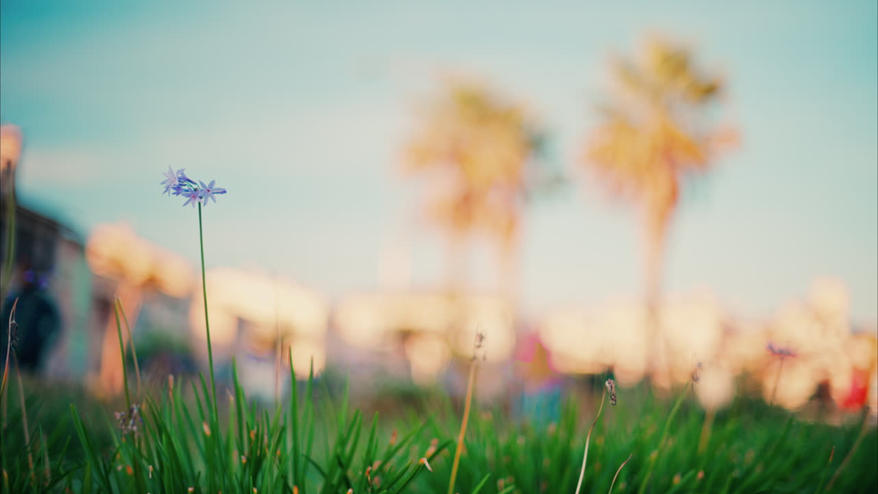 Close up of purple flowers with a blurred view of the Jardin des Poetes garden in Antibes, France at sunset