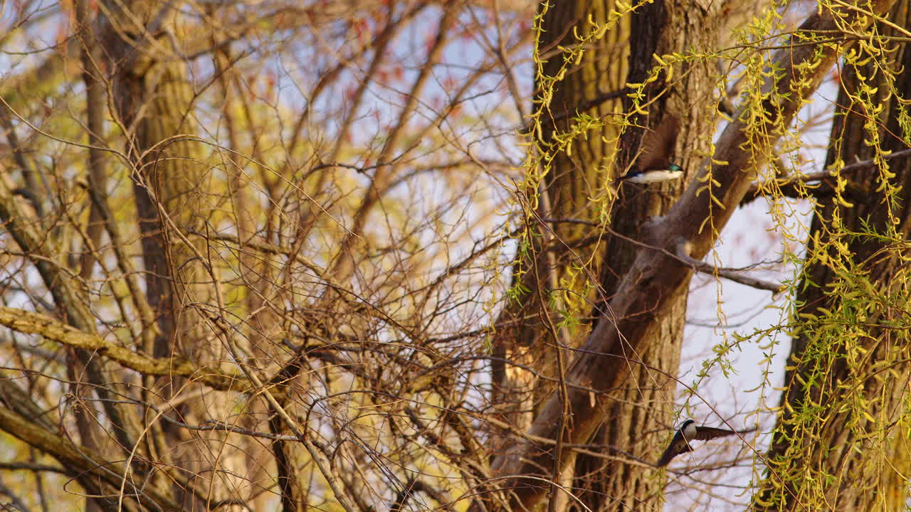 A purple martin glides and twirls through the air in ultra-slow motion.