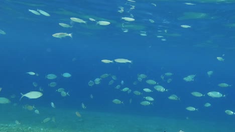 school of fish swimming by gently near the camera