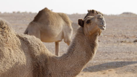 camel in desert chewing and looking into camera with others walking in the background