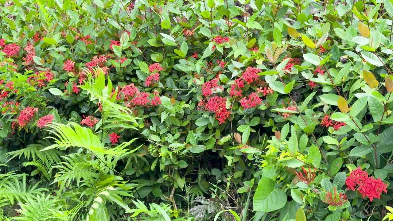 Inquadratura media statica di fiori rossi vivaci e foglie verdi lussureggianti in un giardino tropicale