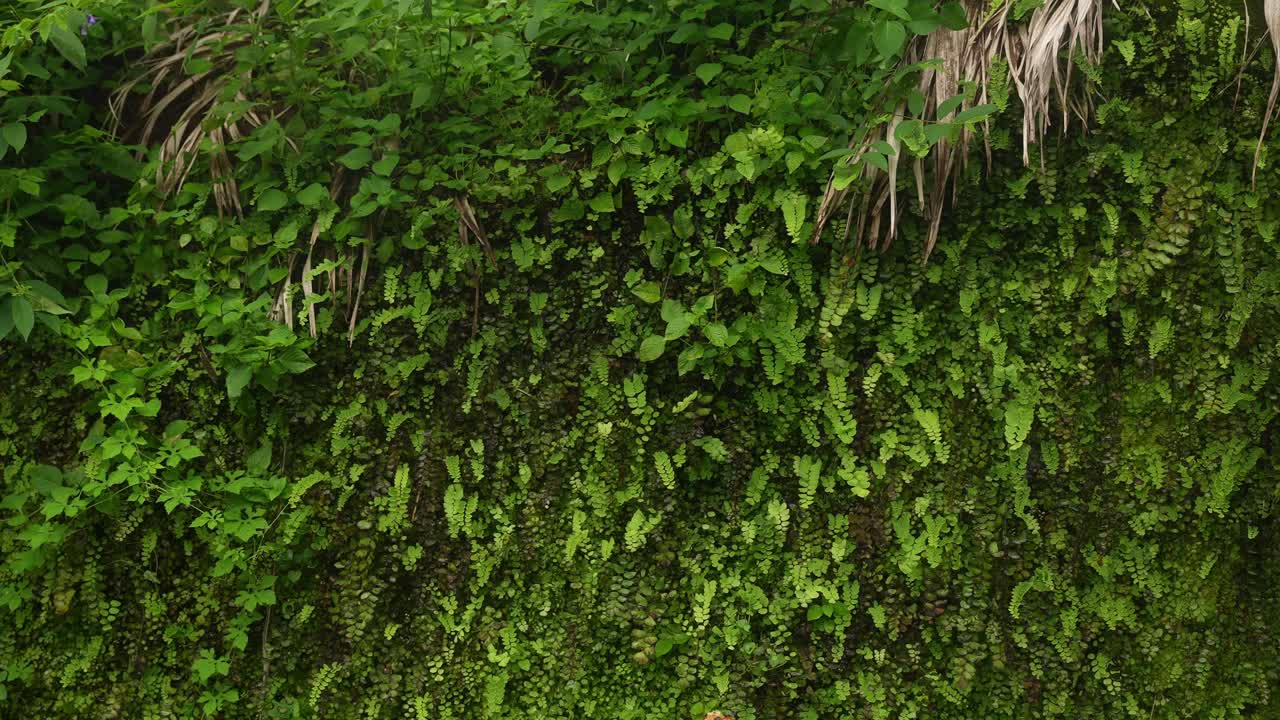 A wide frontal angle drifts to a final hold on a vertical garden wall. Dense ferns and leafy plants layer the surface as dried stems hang from the top, framing the lush green composition