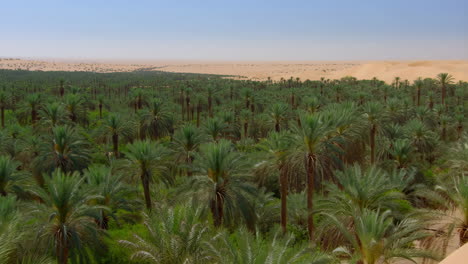 vast palm grove oasis in a desert landscape