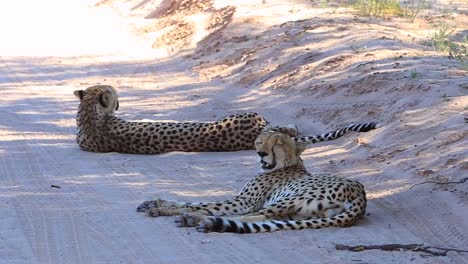 dos guepardos adultos acostados en la carretera pantan rápidamente en el calor de kalahari