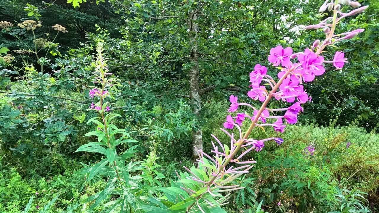 스코틀랜드 스털링 에 있는 분홍색 꽃 의 클로즈업