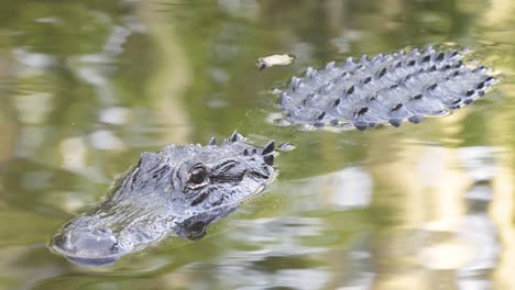 Reptil-Cocodrilo-Negro-Descansando-En-El-Agua