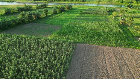 Campos-De-Cultivo-Cerca-Del-Río-Pajo-En-Virac,-Catanduanes,-Filipinas