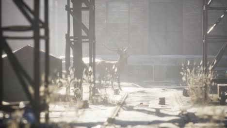 Wild-deer-rooming-around-the-streets-in-abandoned-city