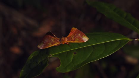 pull back shot from a flat moth of the apatelodidae family resting on the leaf with its big furry antennae at night