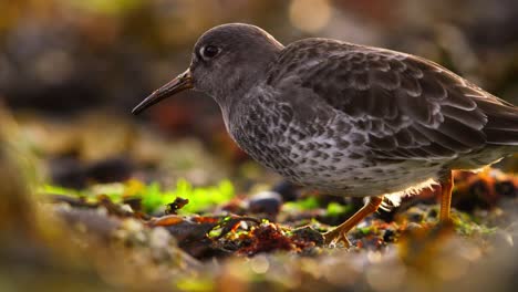 Der-Purpurstrandläufer-Calidris-Maritima-Sucht-Zwischen-Algen-Entlang-Der-Gezeitenzone-Nach-Futter