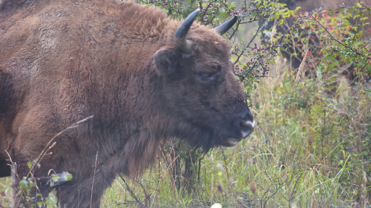 bisonte europeo toro bonasus en un matorral de hierba, alejándose, chequia