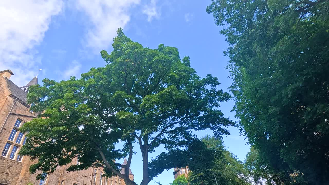 Trees and architecture under a clear blue sky