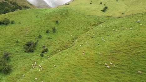 Imágenes-De-Drones-De-Ovejas-Blancas-Y-Marrones-Caminando-Por-Las-Altas-Montañas-De-Gales-Durante-Un-Día-Nublado-Y-Cubierto-En-El-Norte-De-Gales