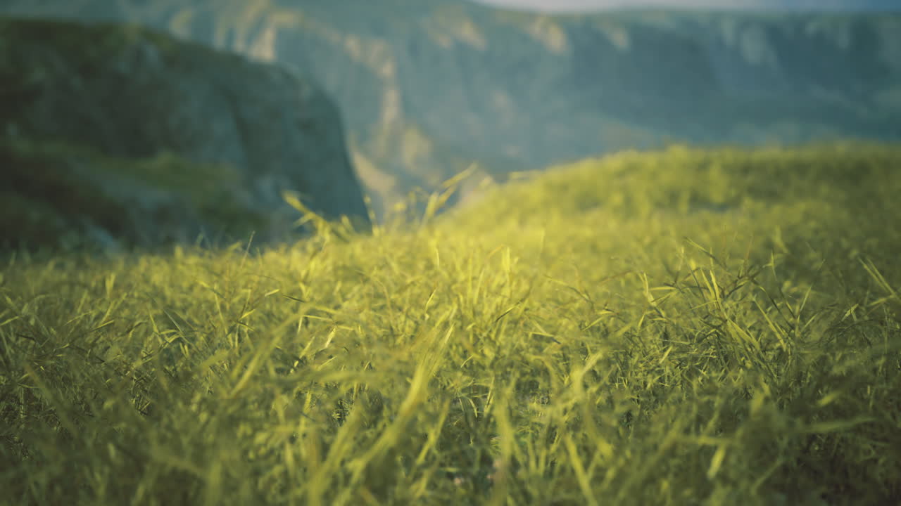 Green grass sways on a hillside at sunrise in a serene scene