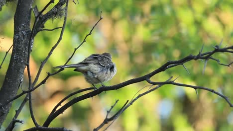 chalk-browed mockingbird grooming on a tree with green background