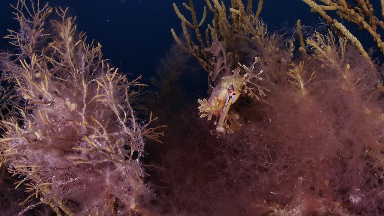 알을 가진 잎이 많은 바다 용 4k 슬로우 모션 사우스 오스트레일리아