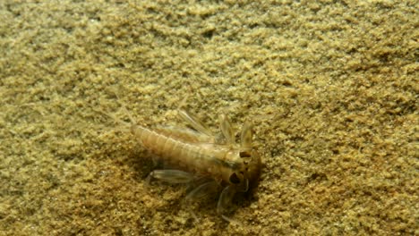 Eintagsfliegennymphe,-Die-Sich-Auf-Einem-Felsen-In-Einem-Forellenbach-Bewegt