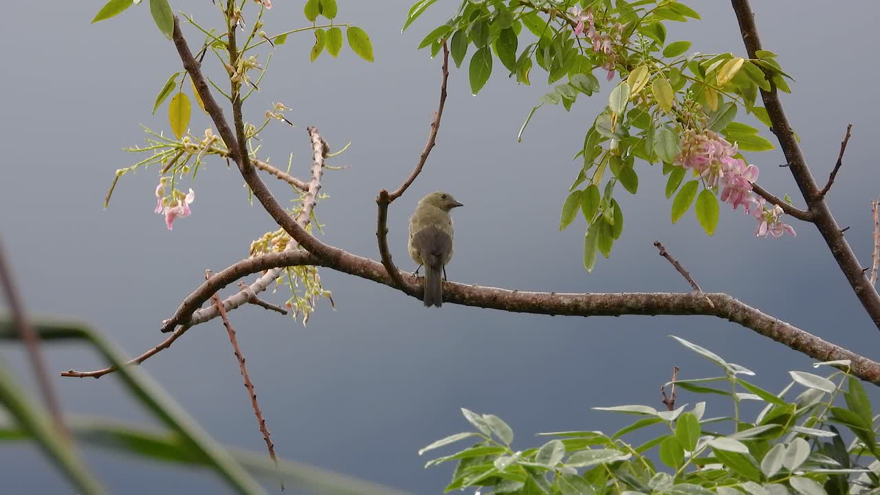 a camouflaged Palm tanager being aware of its surroundings whilst perched on a branch