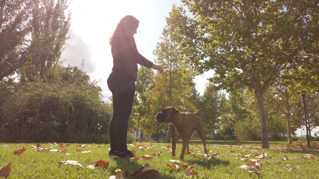 Woman training her boxer dog in the park
