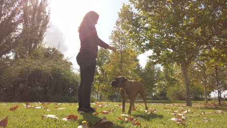 woman training her boxer dog in the park