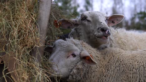 Nahaufnahme-Der-Köpfe-Von-Zwei-Schafen,-Die-Heu-Von-Einem-Zubringer-Kauen