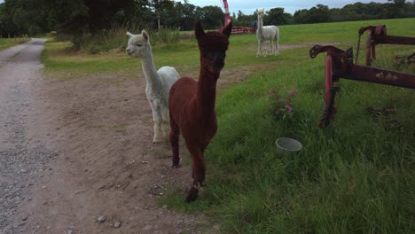 Inquisitive-white-and-brown-Alpaca-group-on-farm