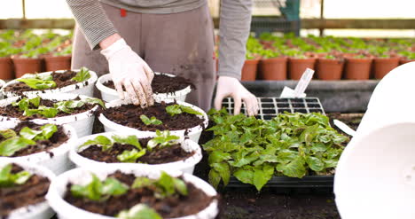 male botanist planting saplings in pots 2