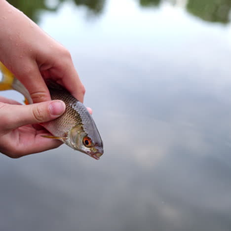 river fish in hands over the water. hands of unrecognizable person holding alive fish and immerse it into the river outdoors.