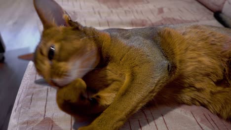 abyssinian cat washes