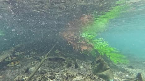 clear water reveals vibrant aquatic ecosystem