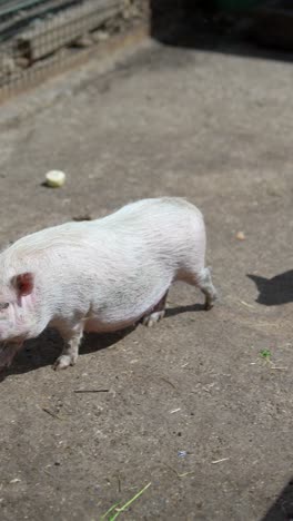 white piglets in a zoo enclosure