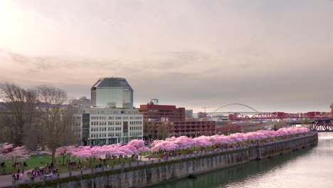 Sunset-Skyline-Pan-Der-Innenstadt-Von-Waterfront,-Gesäumt-Von-Kirschblüten-Im-Frühling